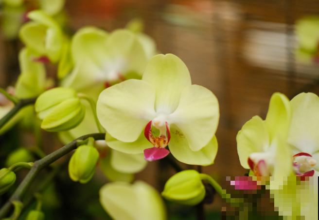 蝴蝶兰的叶子软了,主要和这3点有关,及时处理还有救 蝴蝶兰的叶子软了,主要和这3点有关,及时处理还有救