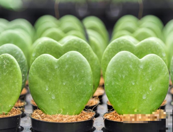 倒心形叶子的植物有很多，常见的这5种，好看又好养