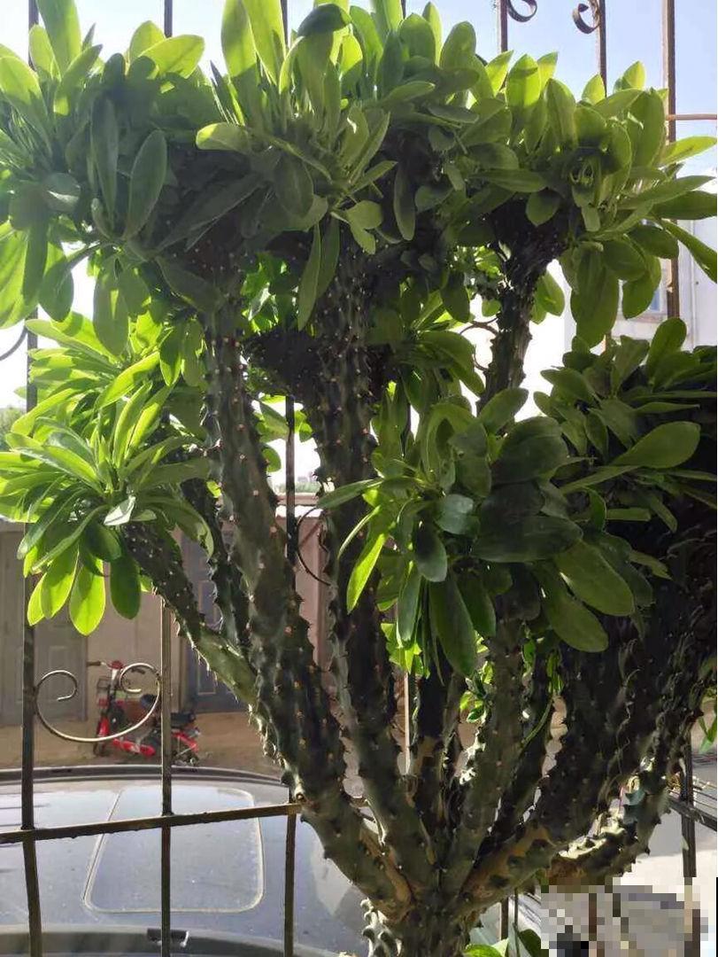 去年楼下捡了一棵“怪植物”，精心养了一年，昨天有人出价5万