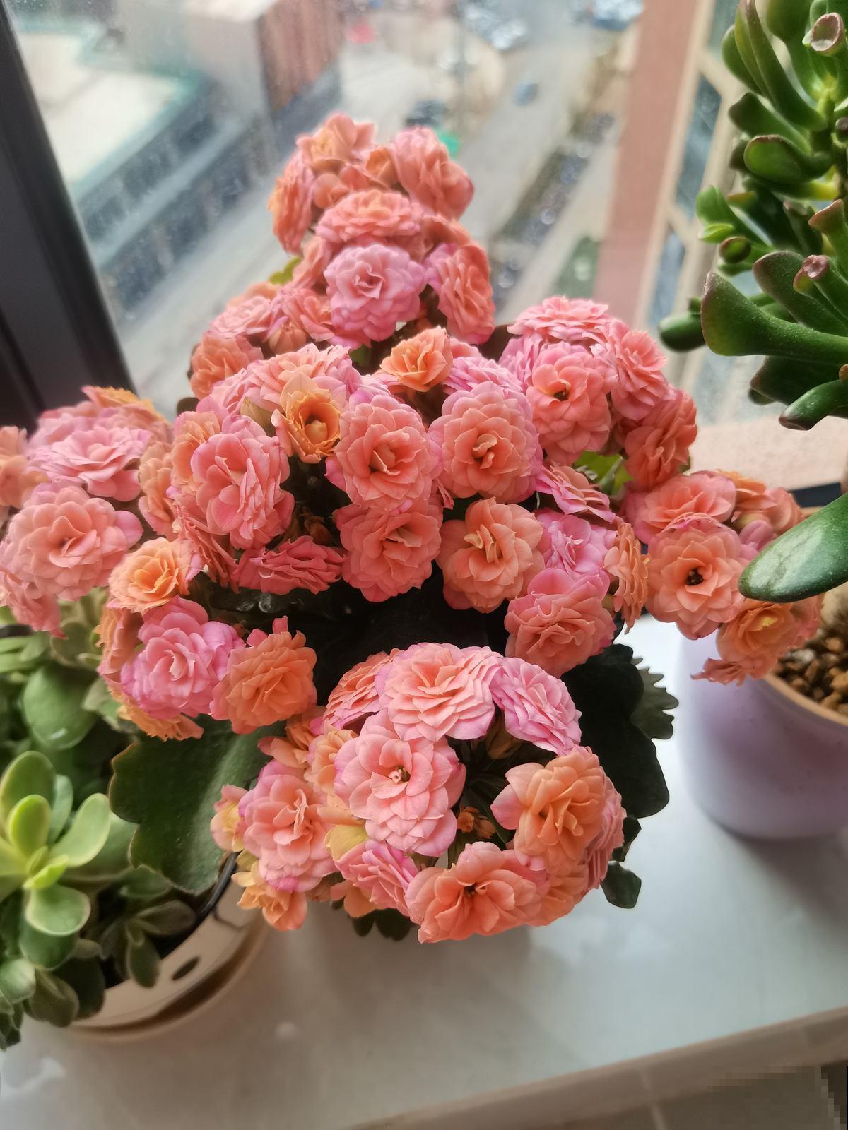 年后赶紧去花市捡漏，年前好几百的花，年后“给钱就卖”