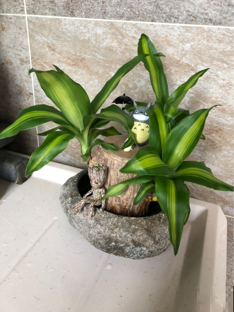 家养植物千千万,这30种都养过的,就是养花大神 家养植物千千万,这30种都养过的,就是养花大神