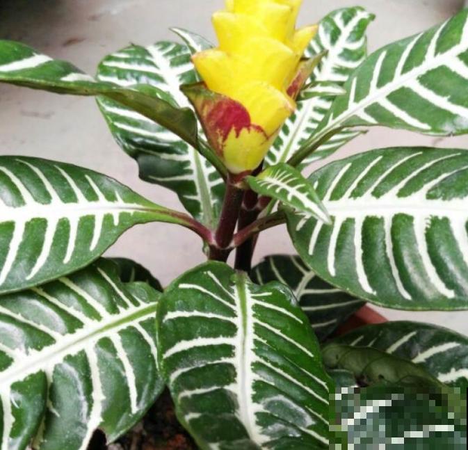 斑马绿植样子好看，家里养殖注意这5点，改善室内环境