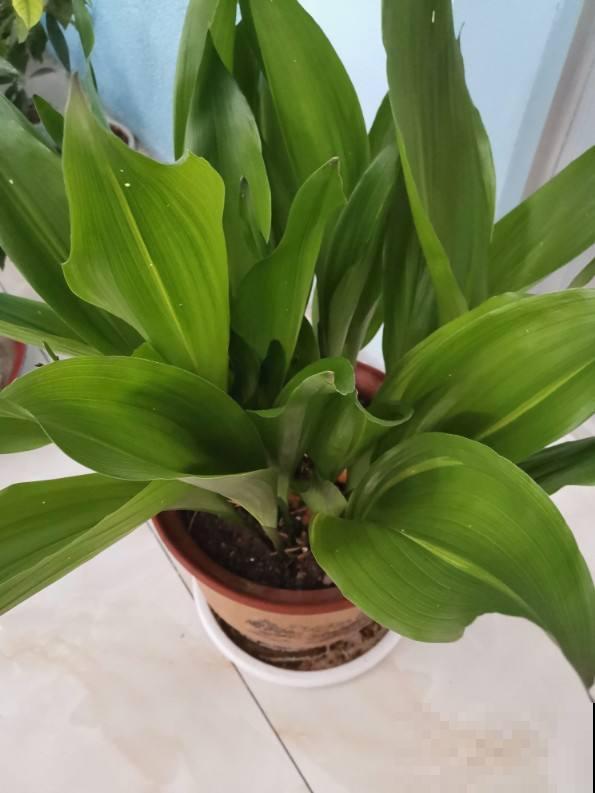 让卫生间也变小花园的方法，关键在这3种花，还有净化空气效果