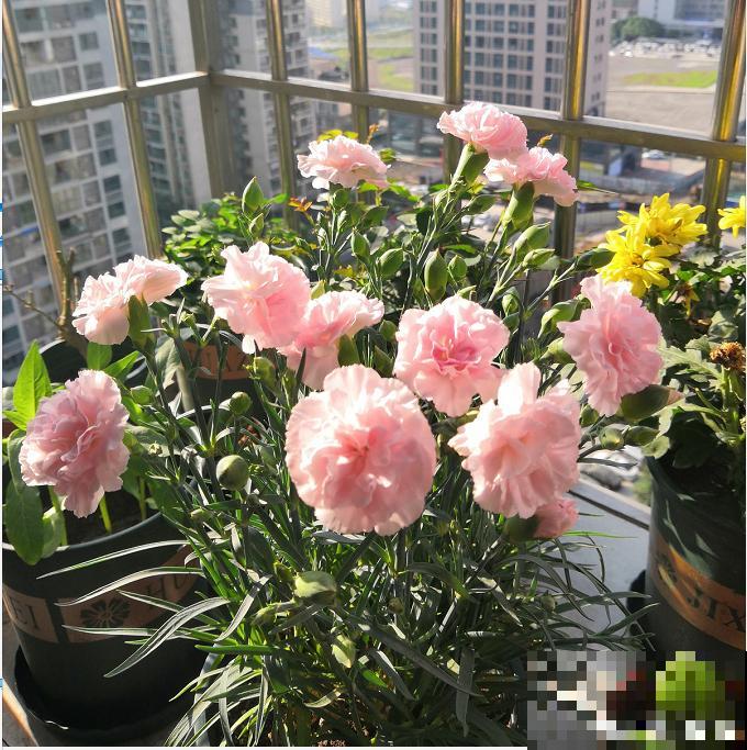 1种花满盆花苞,春天养正好,爆盆很容易 1种花满盆花苞,春天养正好,爆盆很容易