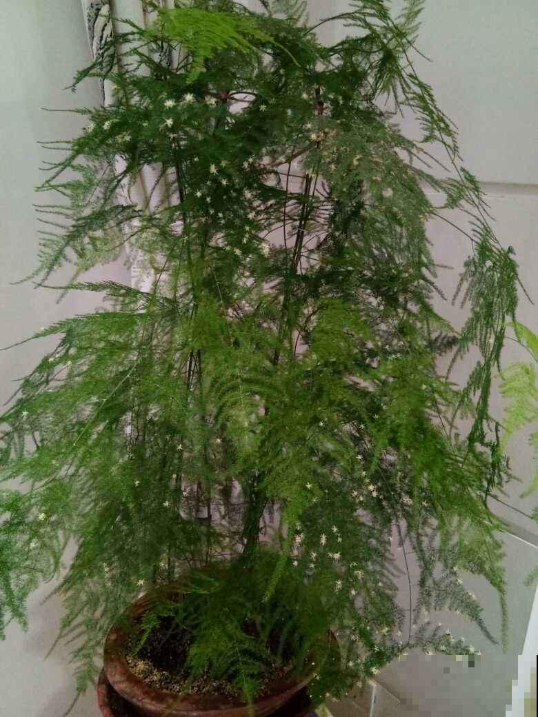 有品味的人,都爱养的4种花,在家养一盆有好兆头 有品味的人,都爱养的4种花,在家养一盆有好兆头