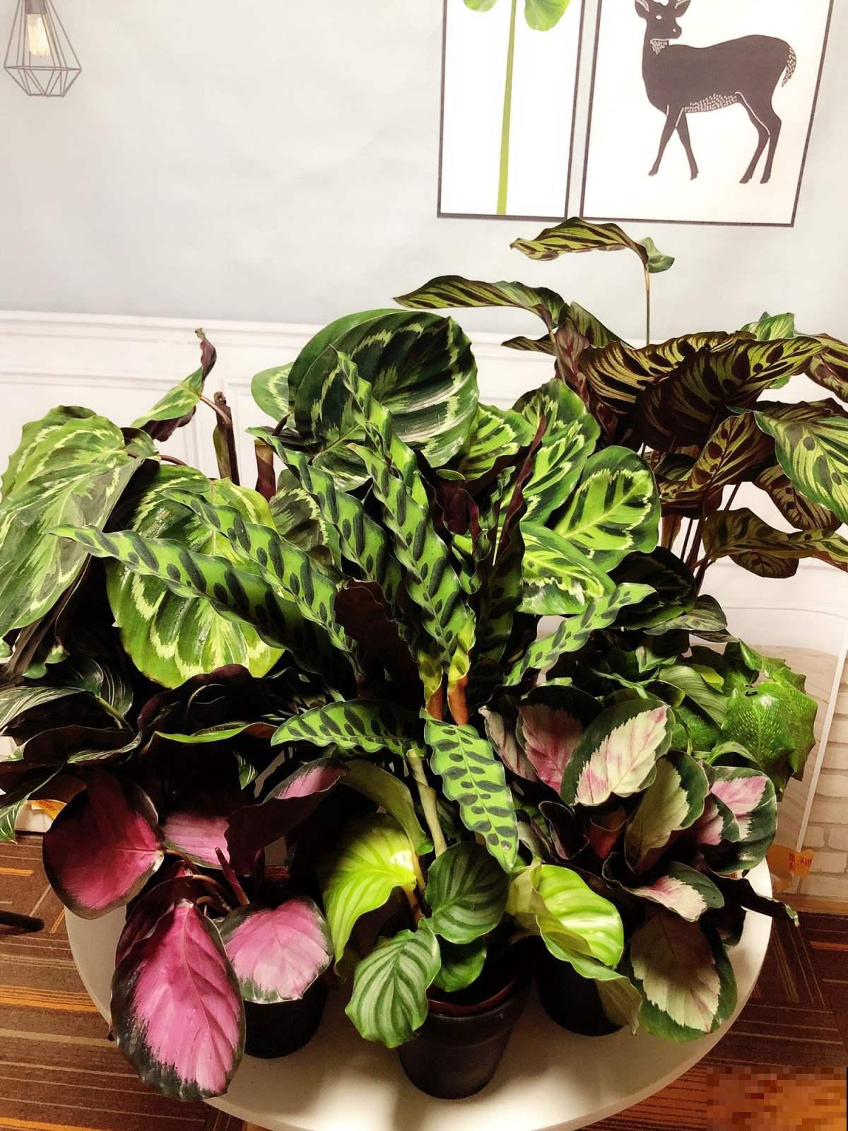 8种耐阴花,家里没光,养一盆就对了,呼呼爆盆很轻松 8种耐阴花,家里没光,养一盆就对了,呼呼爆盆很轻松