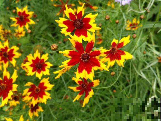 春天种菊花，种类多的数不清，随便浇水就爆盆