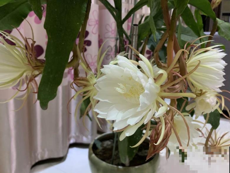 昙花叶子长出“须须根”，说明水多了，赶紧停止浇水