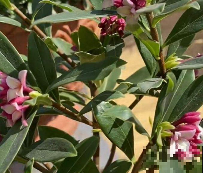 1种花名叫“橙黄瑞香”，香气扑鼻特好闻，还有富贵满堂好兆头