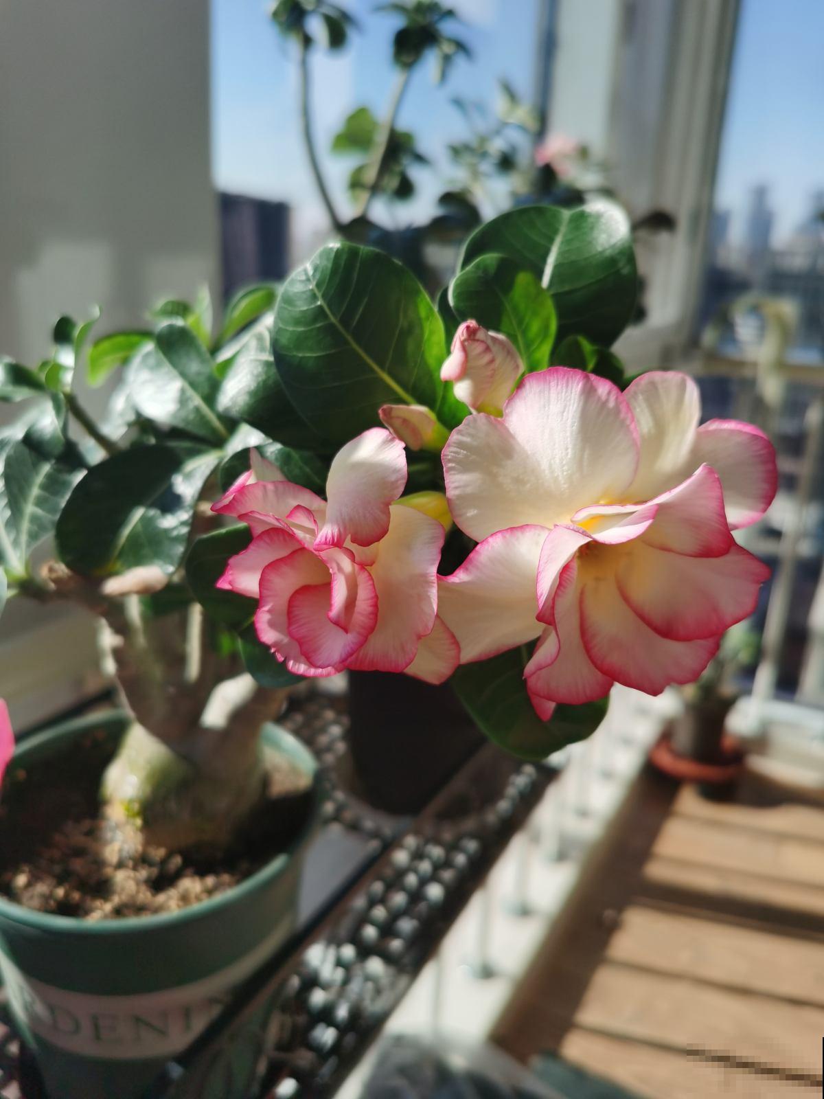 3种超级耐旱的花,好看又好养,懒人必备花卉 3种超级耐旱的花,好看又好养,懒人必备花卉