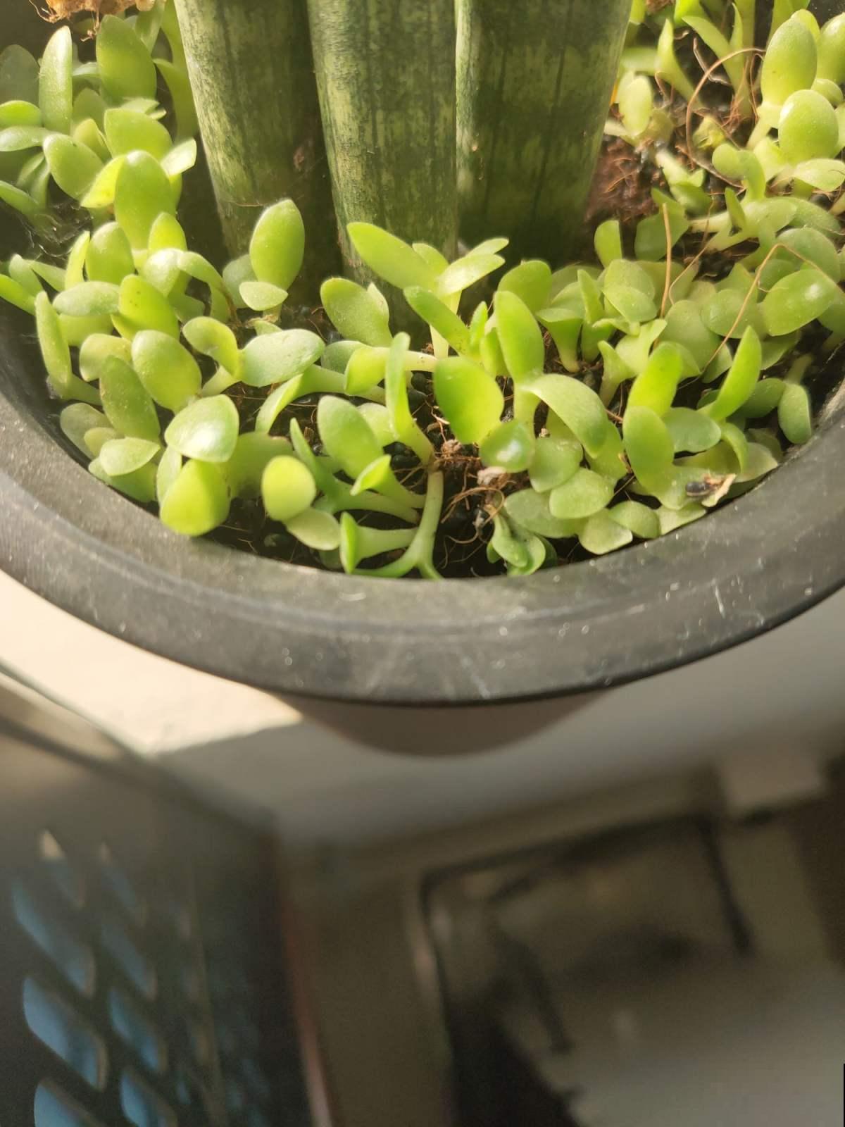 吃完的火龙果籽不要扔，种起来可以当小盆栽，简直不要太萌