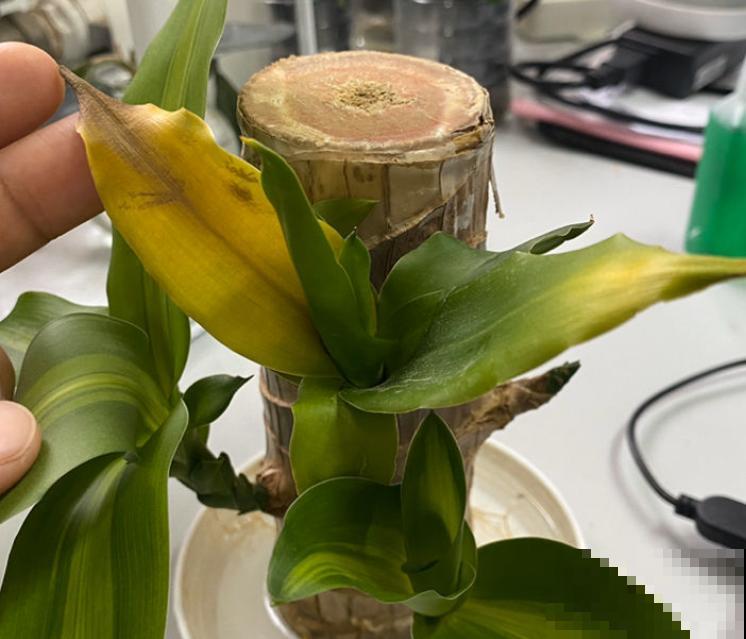 家里的巴西木臭了,还能养活吗?4步处理方式没问题 家里的巴西木臭了,还能养活吗?4步处理方式没问题