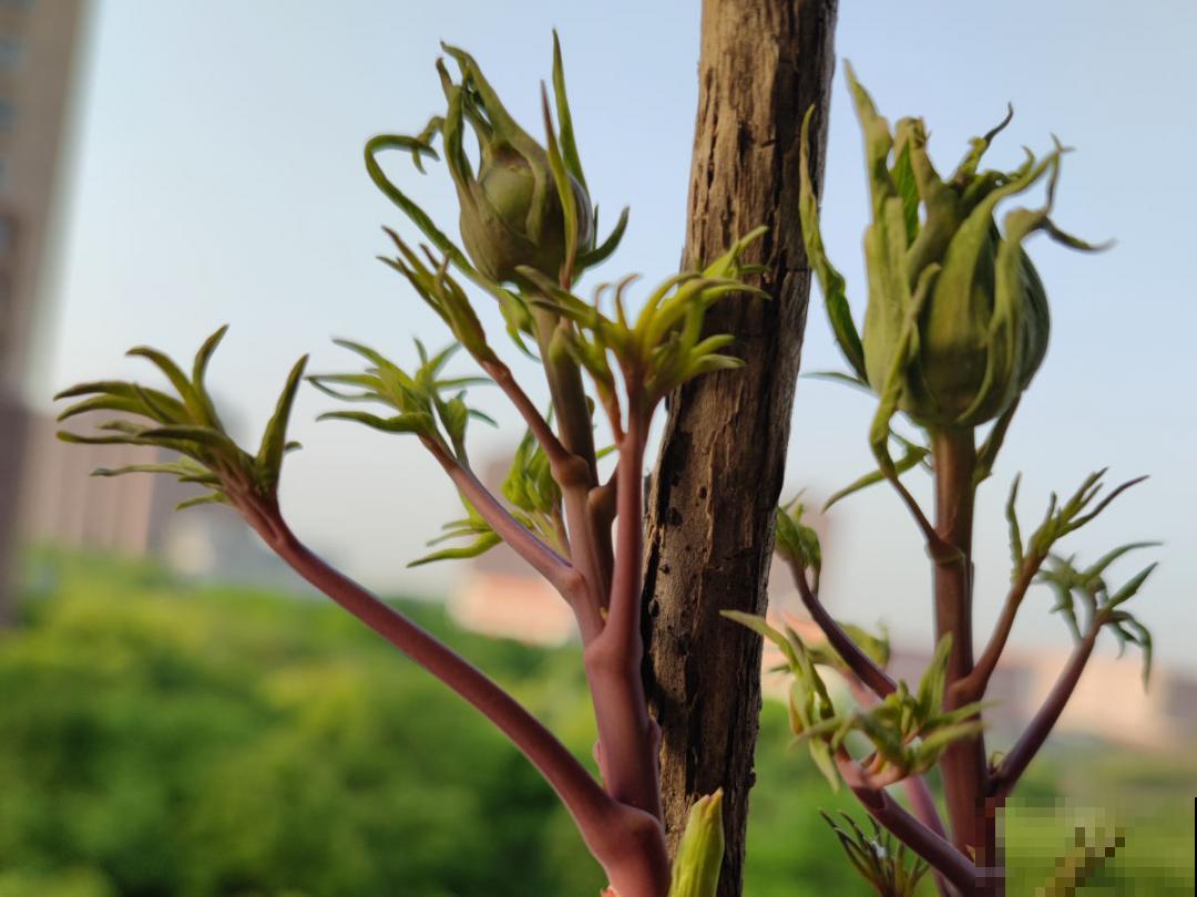 “外甥正月不剃头”，8种花正月不能剪，还要再忍1个月