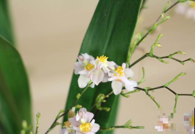 文心兰品种多，常见这5种，哪种都很好