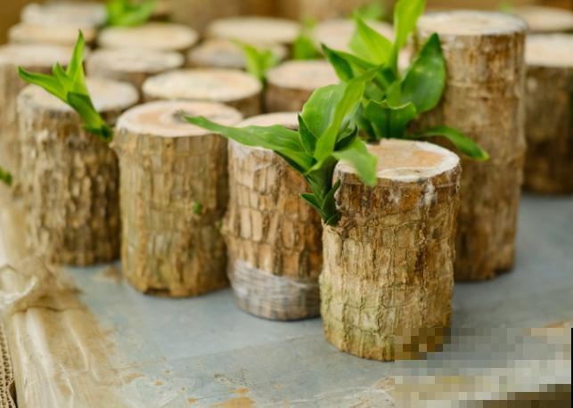 巴西木鼓包是要发芽，记住这4点，长势快