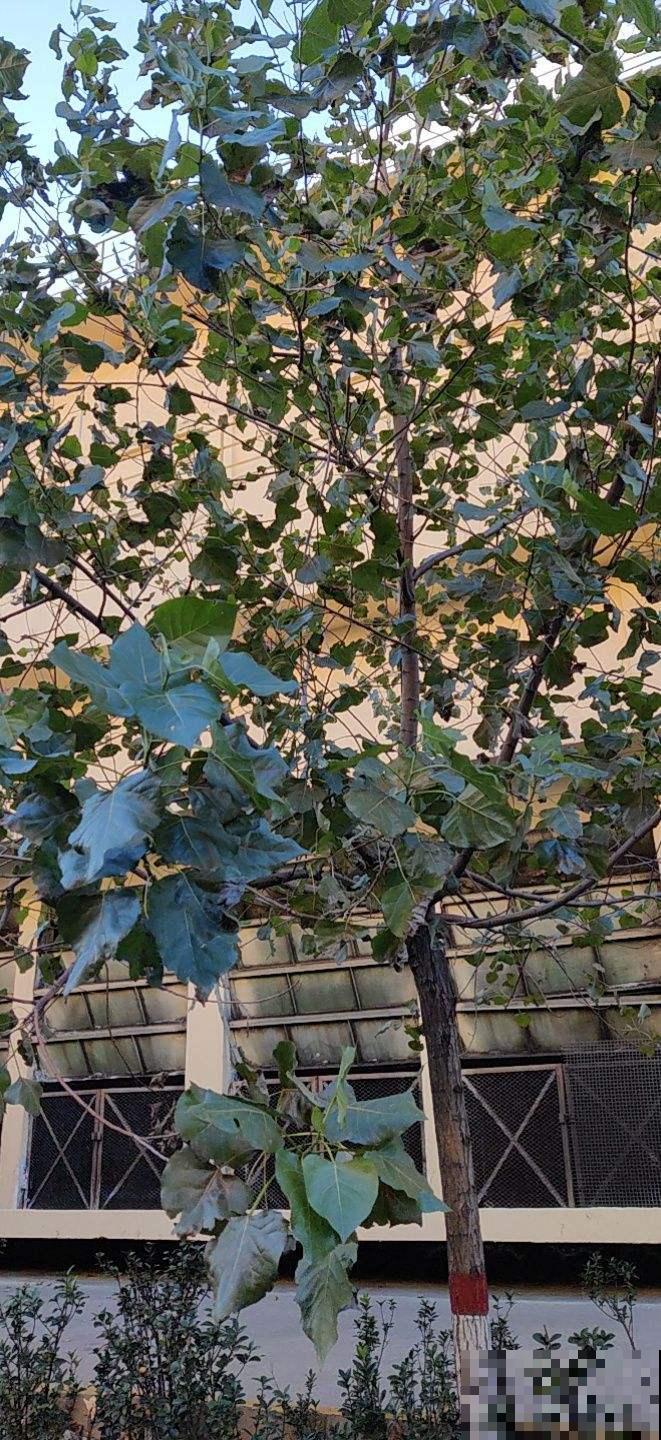 自古不能种在家里的树，到底是迷信还是科学？