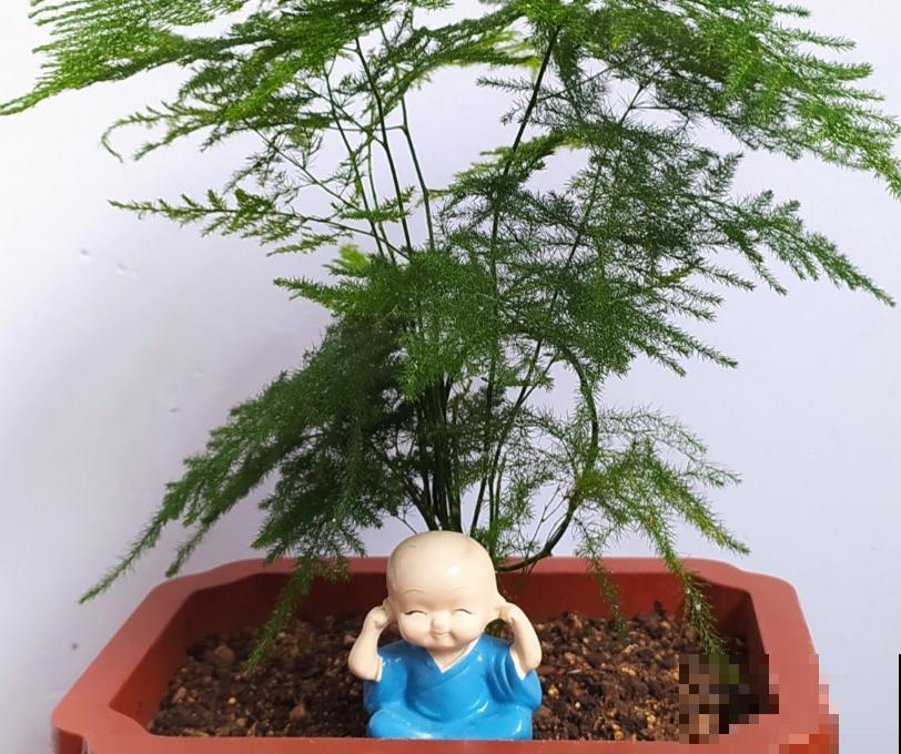 北阳台也能养的绿植,耐阴好养活,一年四季绿油油 北阳台也能养的绿植,耐阴好养活,一年四季绿油油