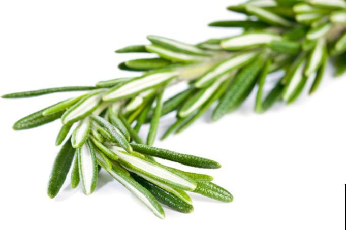 1种香草种家里，春天呼呼开爆盆，还能摘下来做菜吃