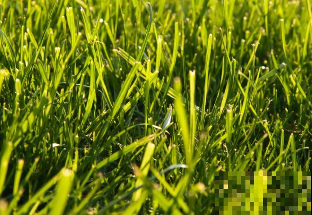 绿化草坪种植技术，主要有这5点，快来看看