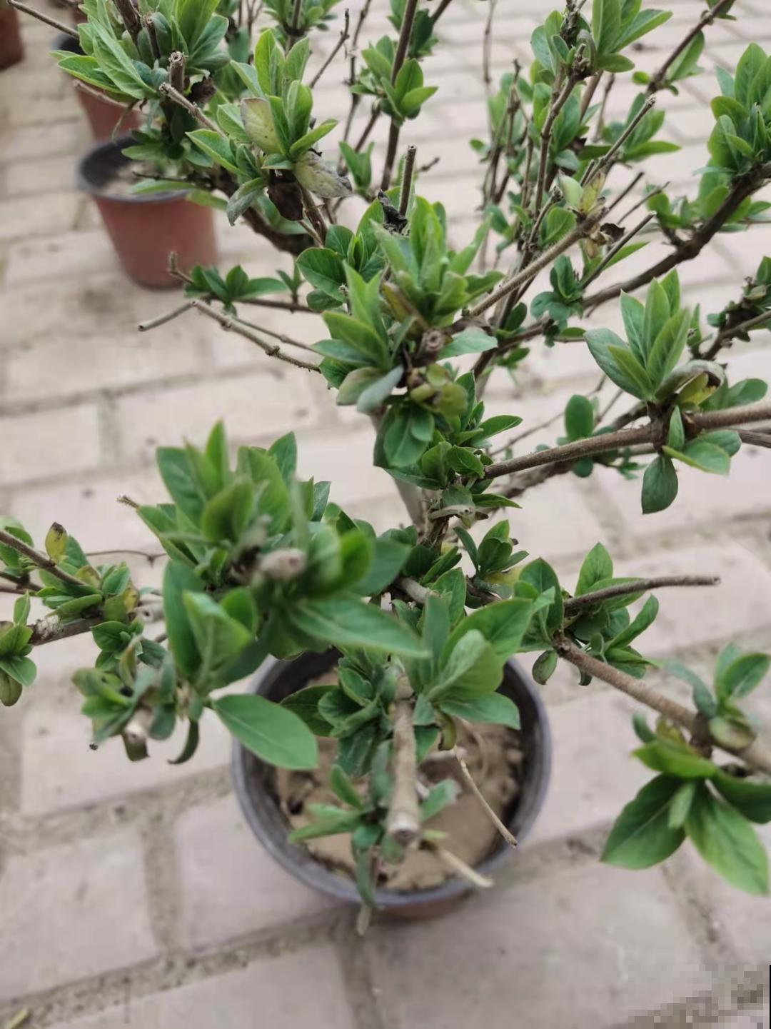 家里养盆新型品种金银花，下个月开出三色花瀑布，满院子飘香