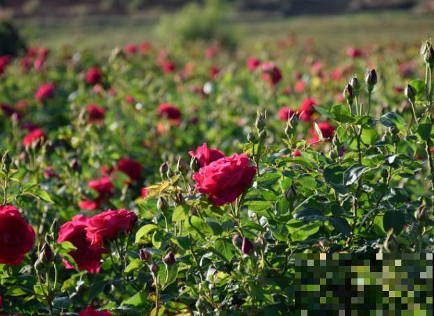 代表爱意的玫瑰花，在家种一些，开花好看送人有诚意