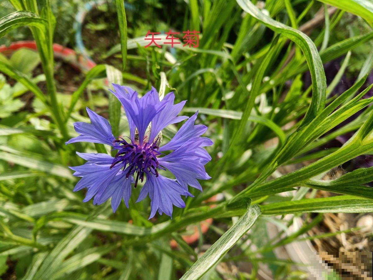 春天就要养矢车菊，几块钱就能开成花海，邻居看了都羡慕