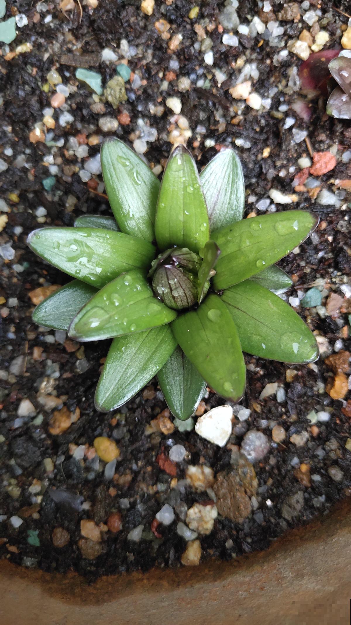 一个“蒜头”埋土里，呼呼长出大绿叶，开花比脸大，香飘满屋