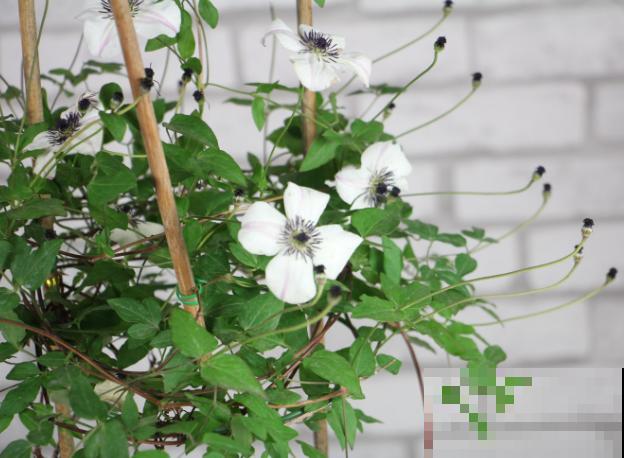 铁线莲长得又细又长，可能和这4点有关，注意好很快变壮实