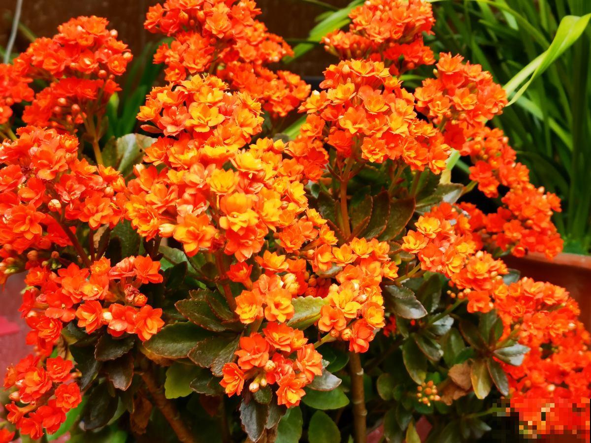 长寿花叶子成“枯草”,4个方面要注意,现在救还有机会 长寿花叶子成“枯草”,4个方面要注意,现在救还有机会