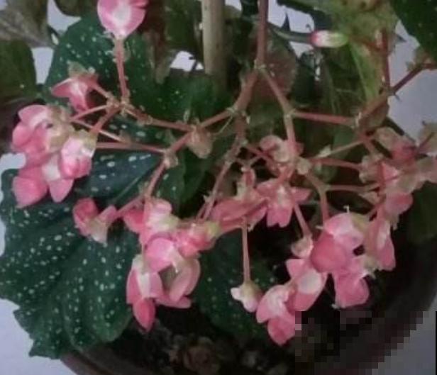 1种花只开花不长叶,真是令人头疼,肥料赶紧补上 1种花只开花不长叶,真是令人头疼,肥料赶紧补上