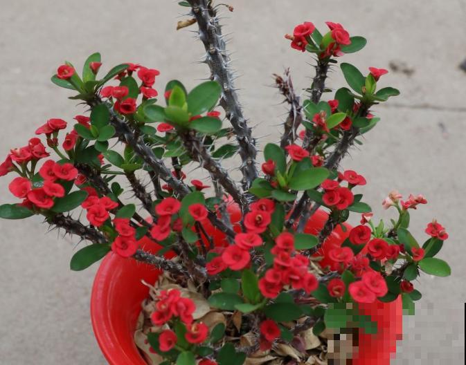 5种颜值超高的植物,南方养殖四季开花,好看又好养 5种颜值超高的植物,南方养殖四季开花,好看又好养