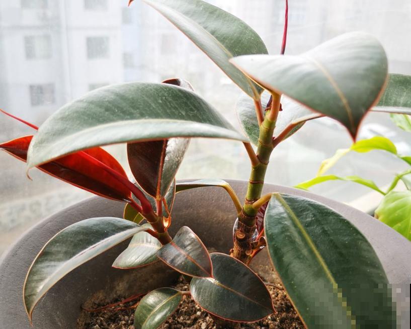 家里养盆橡皮树，肥料选择很重要，做好这4步养出肥厚的叶片