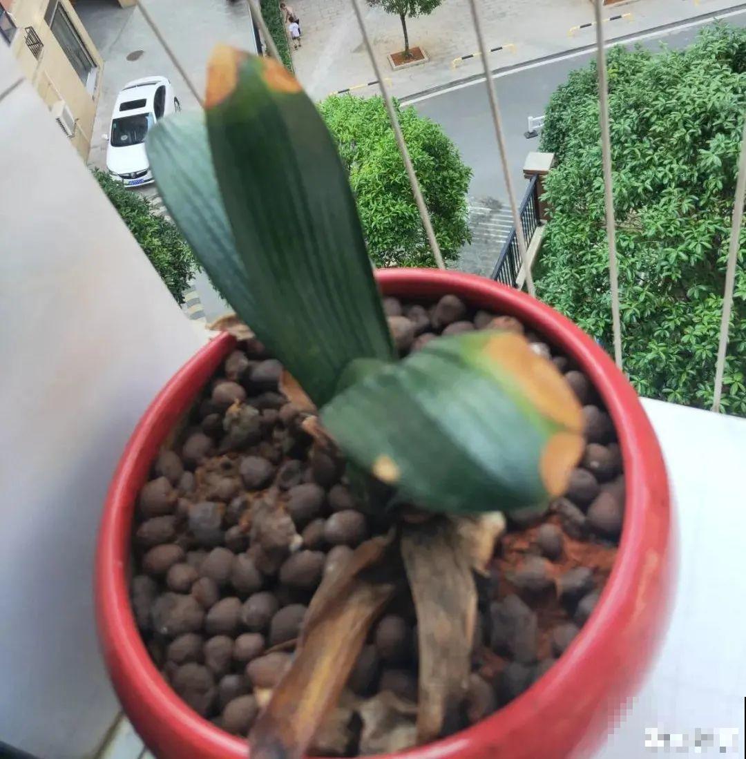 10种过年花，湿养能活命，干养会送命！