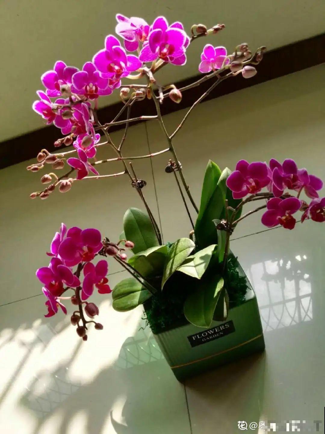 年宵花提前开败，扫兴还“不吉利”，学1招，才能延长花期！