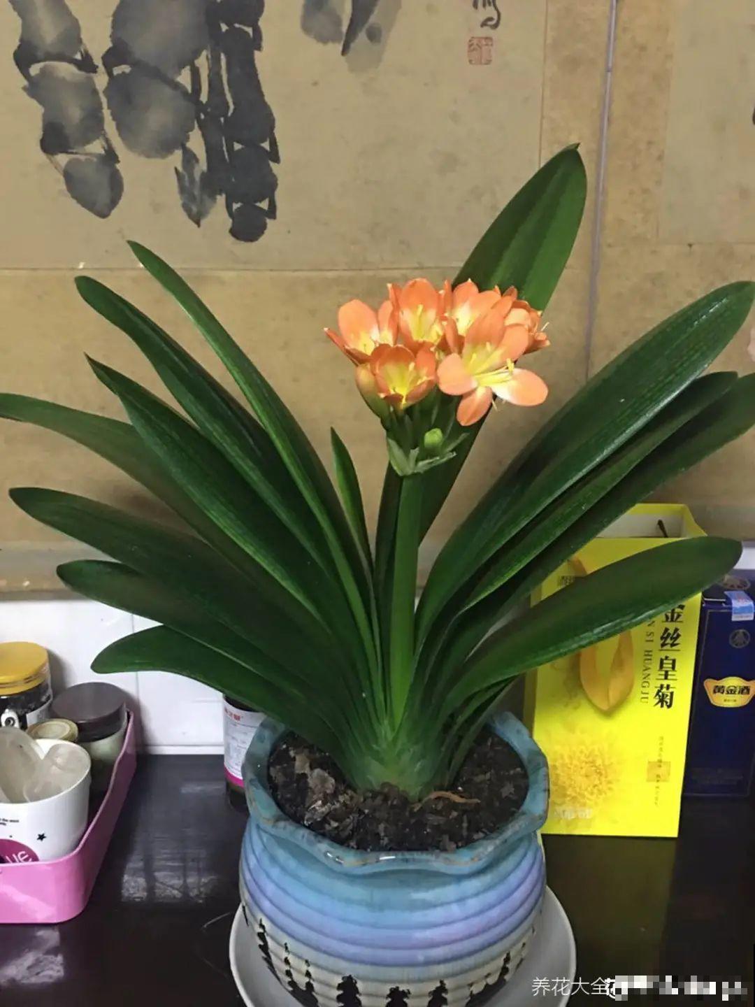 年宵花提前开败,扫兴还“不吉利”,学1招,才能延长花期! 年宵花提前开败,扫兴还“不吉利”,学1招,才能延长花期!