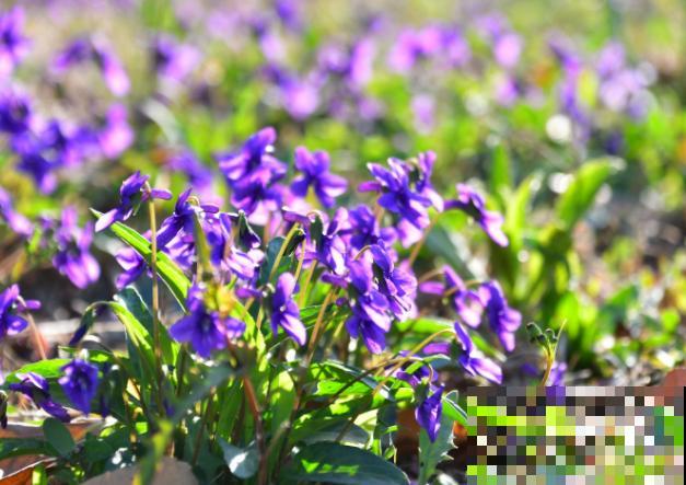 有院子就种5种花，开花一大片，远子变花海，特容易