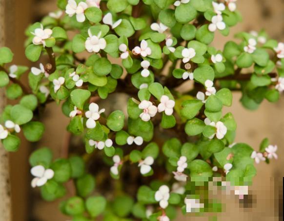 树马齿苋花要扦插，这4步要知道，学会在家也能弄