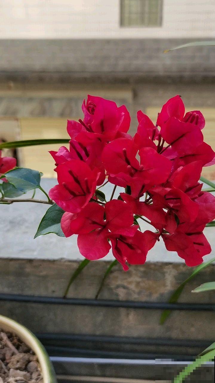 这4种花最适合养在阳台，好养易爆盆，打造优美小花园