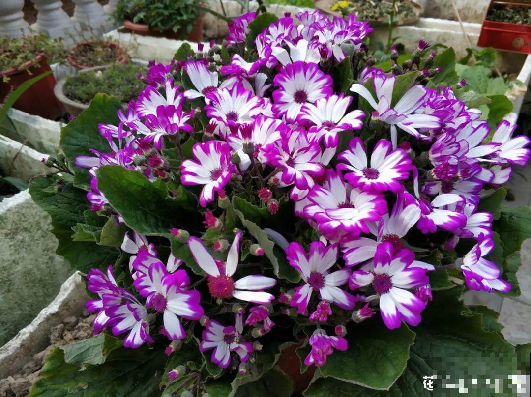 50种花春天播种,长满小院子,能开一整年 50种花春天播种,长满小院子,能开一整年