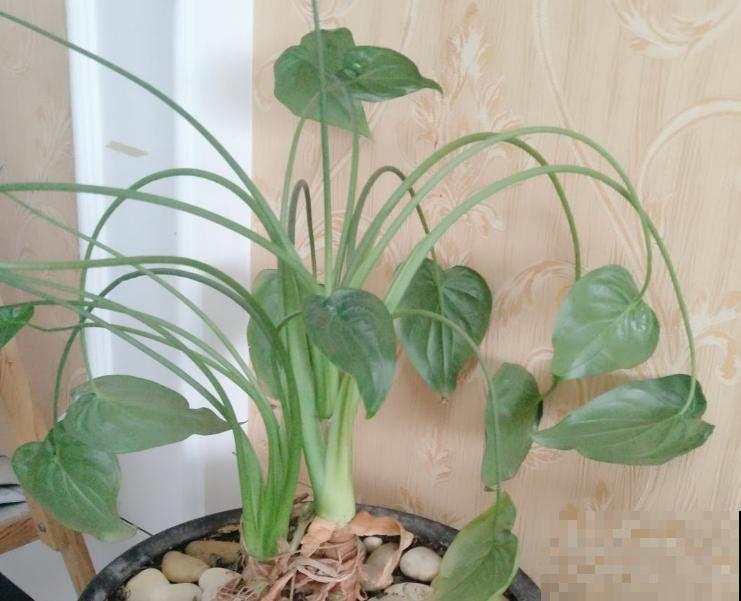 一种吉利花叫“千手观音”,养在家里有好兆头,有气质的人都爱养 一种吉利花叫“千手观音”,养在家里有好兆头,有气质的人都爱养