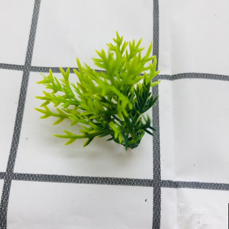 要想栽种柏树，夏季不要动，这2个季节栽种成活率才高