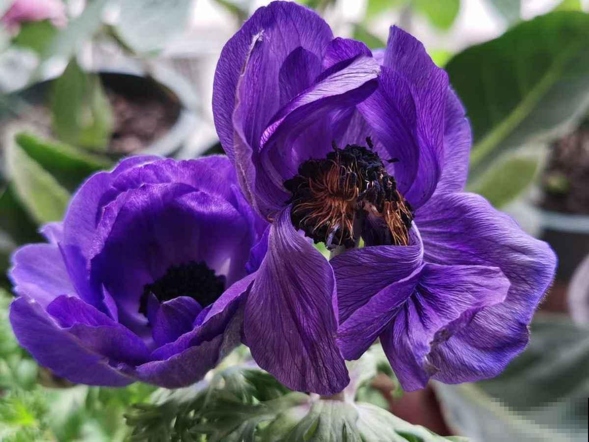 农民伯伯看不起的小野花，城里人当个宝，银莲花开花后惊艳众人