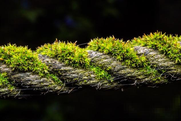 野外采的苔藓放置鱼缸，要注意这3点，才能不影响