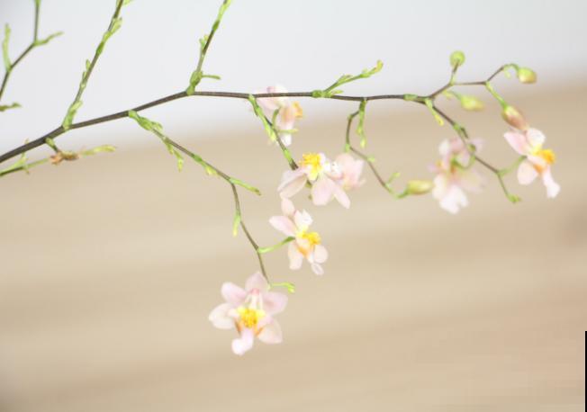 文心兰品种多，常见这5种，哪种都很好