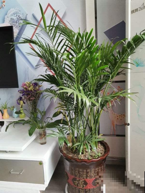 6种花，帮助吸废气，养了有利健康