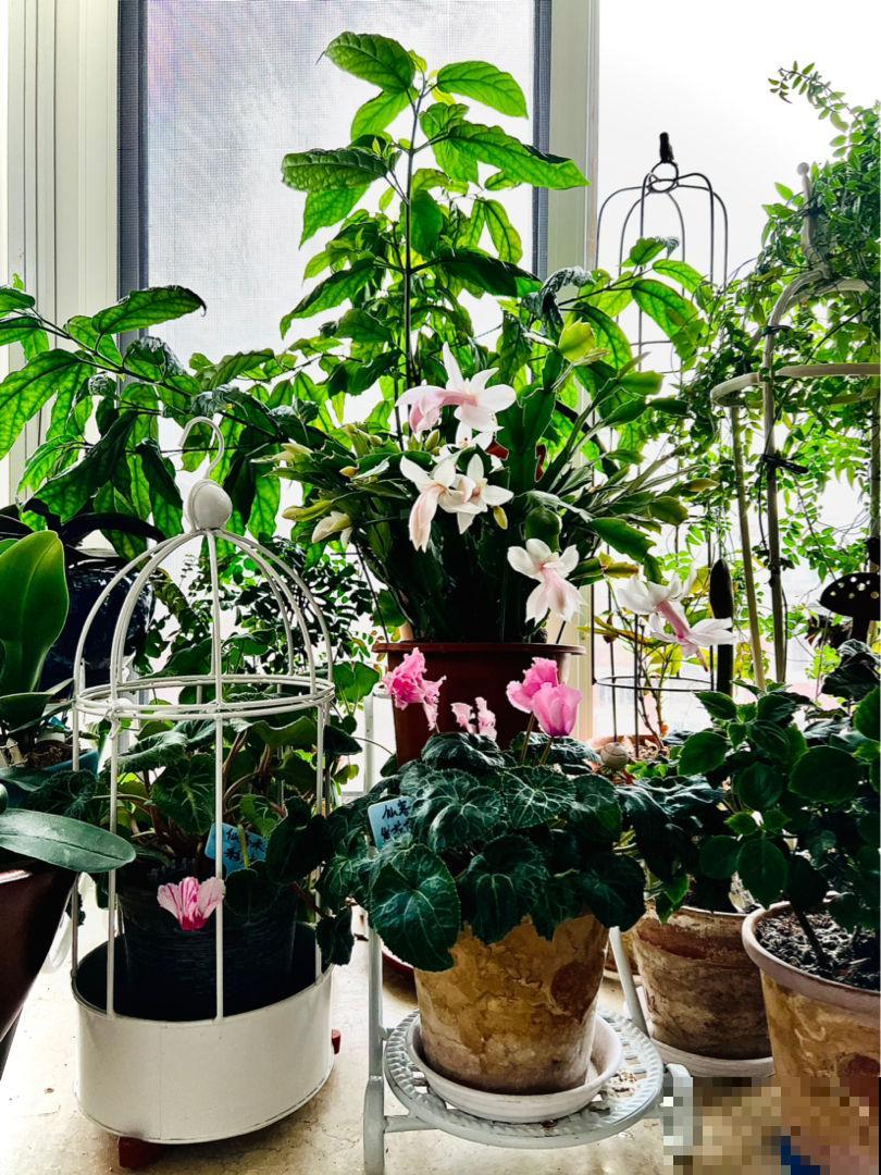 养花要注意,家中4个地方不能放花,后果承担不起 养花要注意,家中4个地方不能放花,后果承担不起