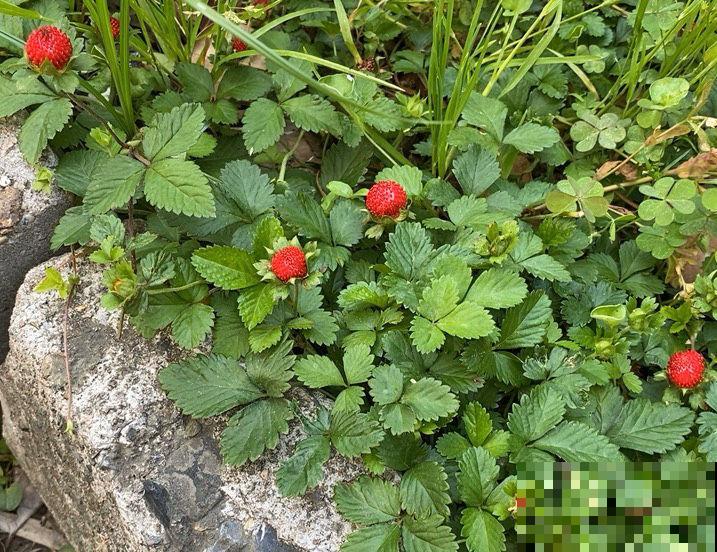 小时候常见的10种野果,9成人叫不全名字,你能叫上几个? 小时候常见的10种野果,9成人叫不全名字,你能叫上几个?