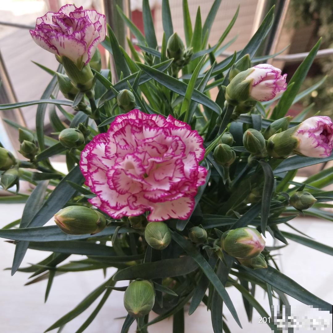 1种花满盆花苞,春天养正好,爆盆很容易 1种花满盆花苞,春天养正好,爆盆很容易