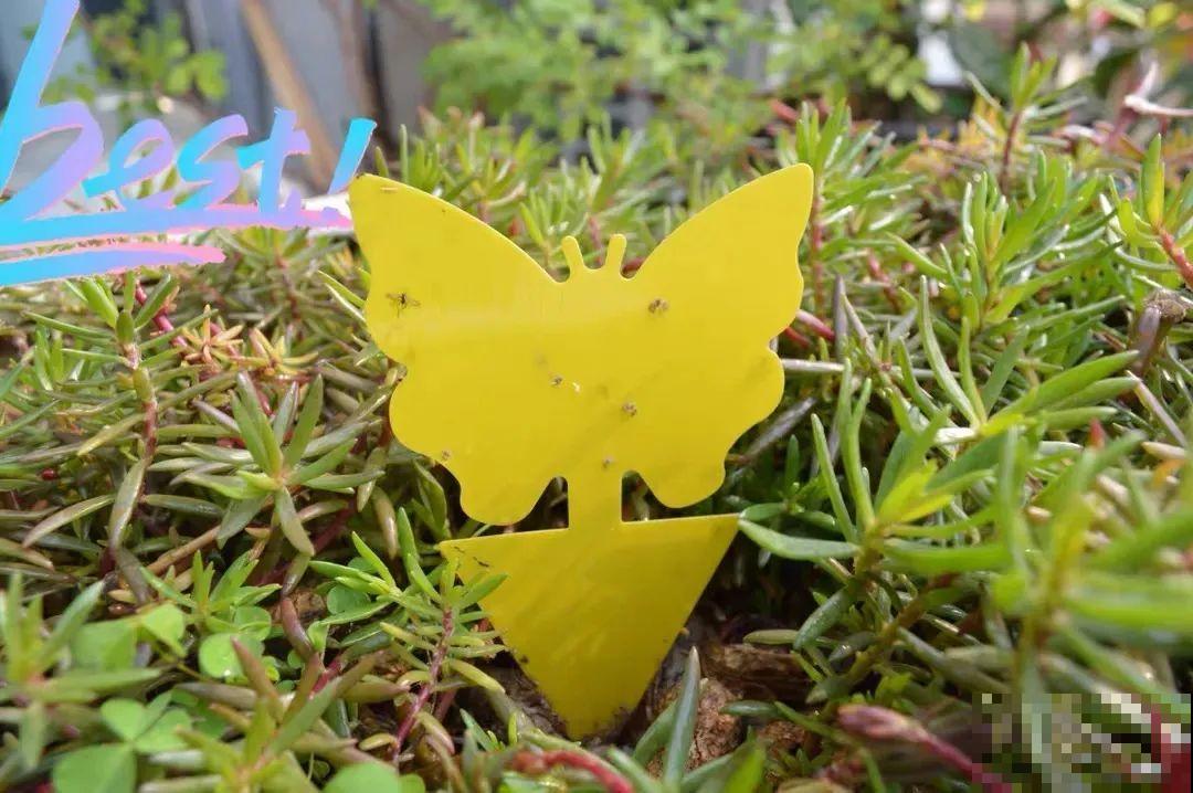 春天请个“护花神”,杀虫效果好,安全放心无污染 春天请个“护花神”,杀虫效果好,安全放心无污染