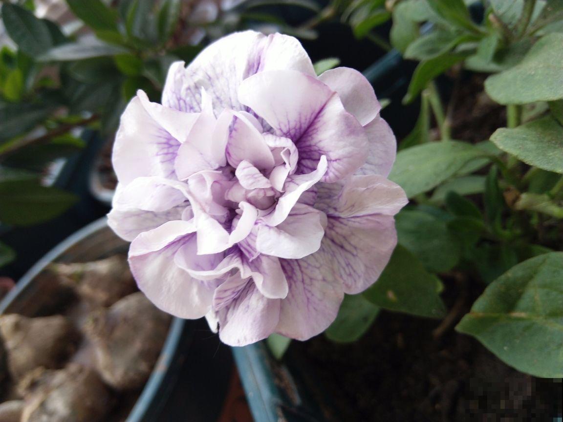 养花多养点品种，看腻了单瓣，重瓣也很好看